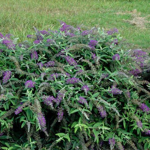 Buddleia 'Purple Haze' ~ Arbusto de mariposa Lo &amp; Behold® Purple Haze