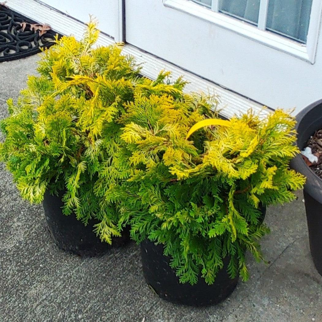 Chamaecyparis obtusa 'Crippsii' ~ Golden Hinoki False Cypress