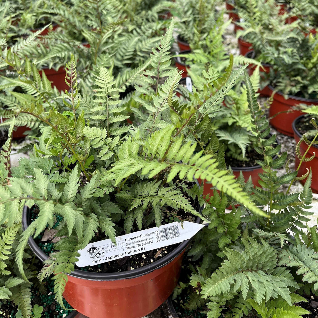 Athyrium niponicum var. pictum ~ Japanese Painted Fern