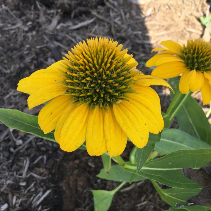 Echinacea 'Balsompocel' ~ Sombrero® Poco Yellow Coneflower