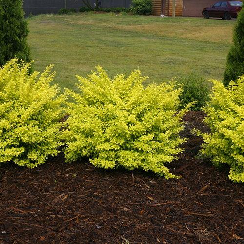 Berberis thunbergii 'Koren' USPP 24,818 ~ PW® Sunjoy® Citrus Agracejo