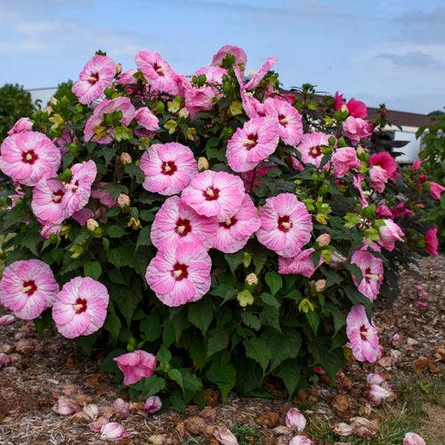 Hibiscus 'Spinderella' ~ Summerific® Spinderella Hibiscus