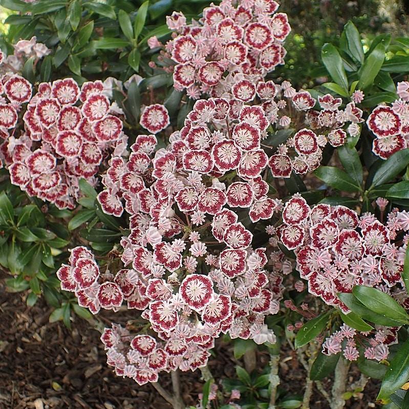 Kalmia latifolia 'Minuet' ~ Minuet Mountain Laurel