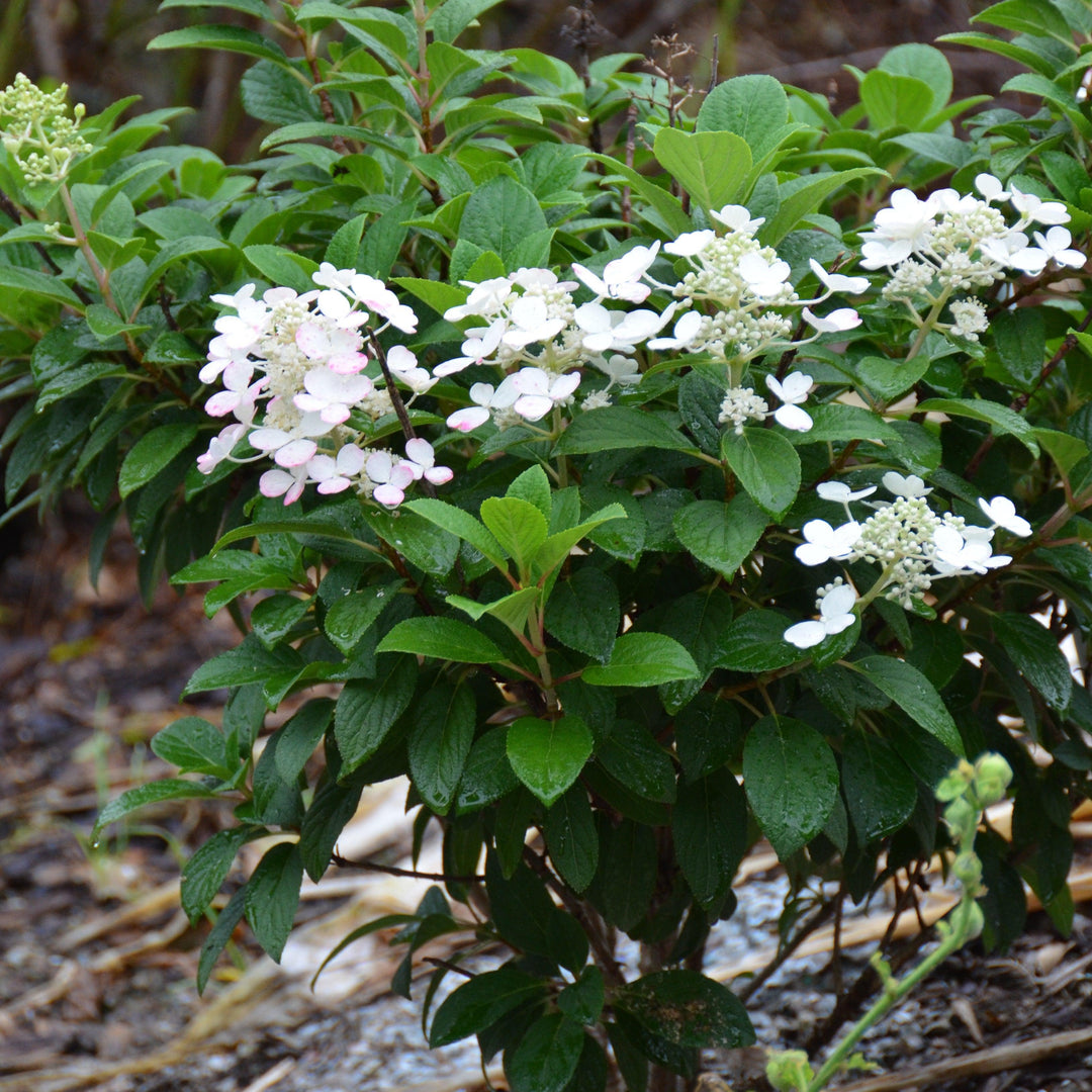 Hydrangea paniculata 'SMHPLQF' ~ Little Quick Fire® Hydrangea