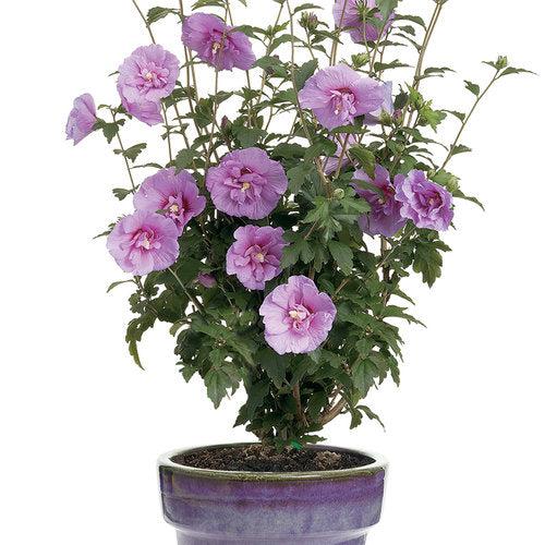 Hibiscus syriacus 'Notwoodone' ~ Lavender Chiffon® Rosa de Sharon