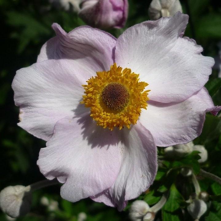 Anemone 'Macane004' ~ Dreaming Swan™ Anemone