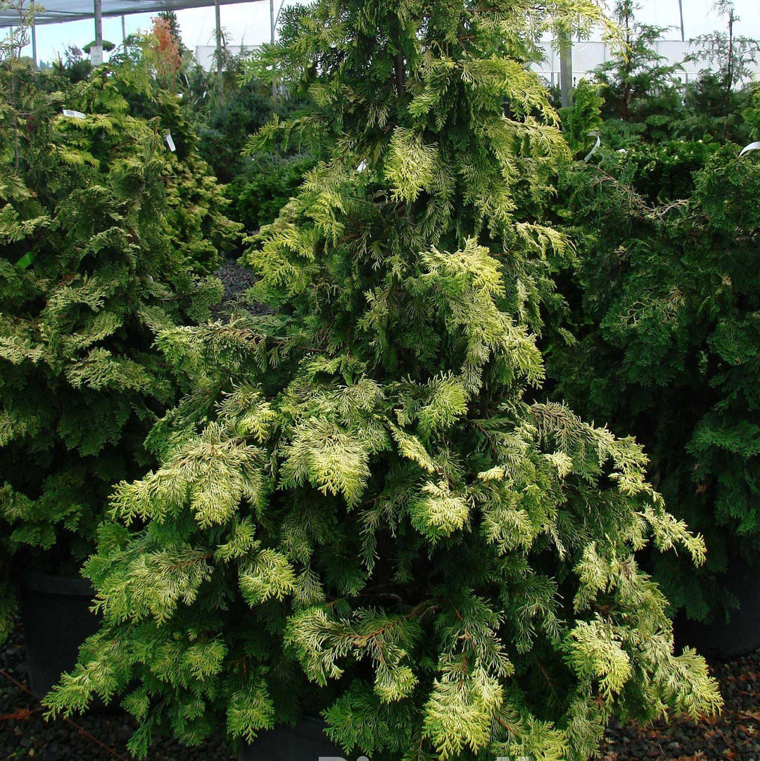 Chamaecyparis obtusa 'Crippsii' ~ Golden Hinoki False Cypress