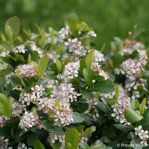 Aronia melanocarpa 'UCONNAM165' ~ PW® Low Scape Mound® Aronia