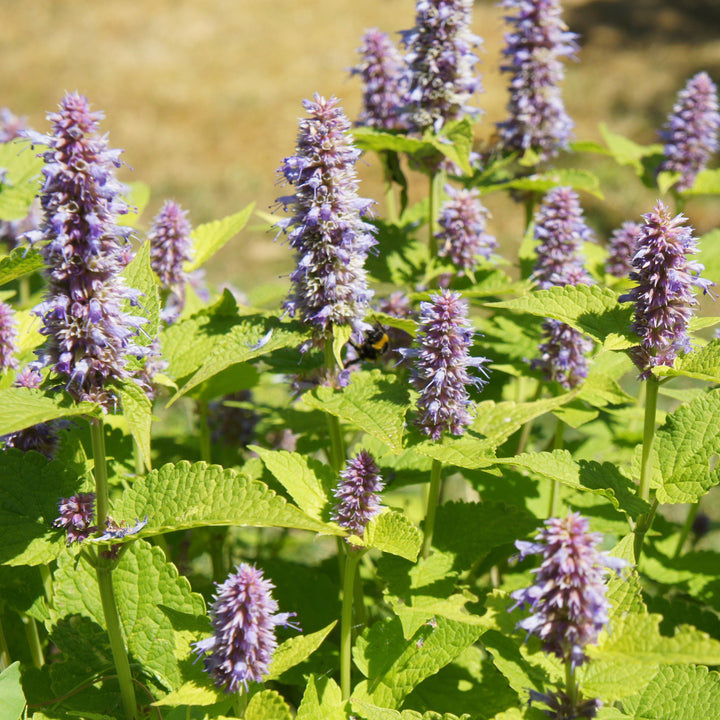 Agastache foeniculum 'Golden Jubilee' ~ Golden Jubilee Mexican Hyssop