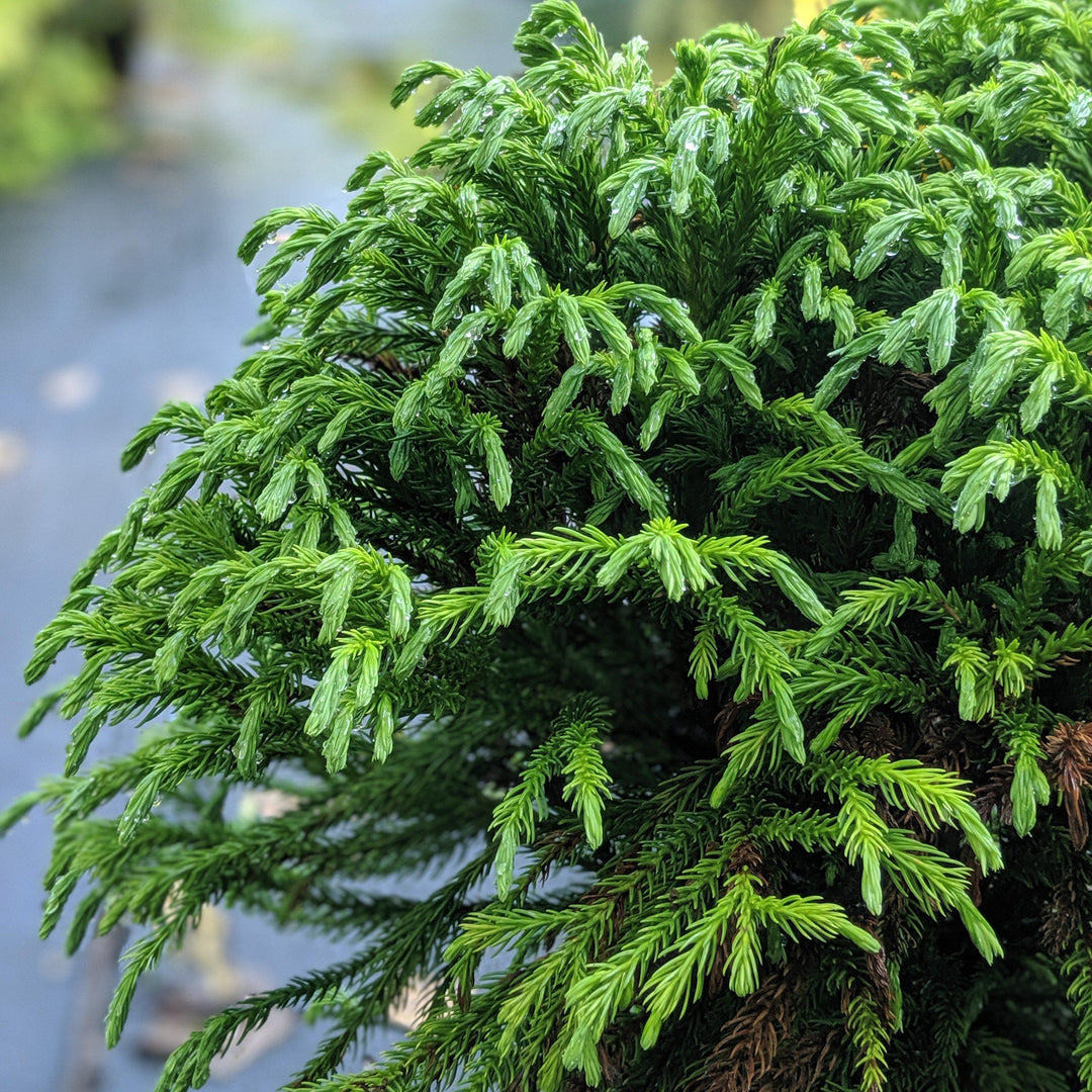 Cryptomeria japonica 'Globosa Nana' ~ Cedro japonés enano