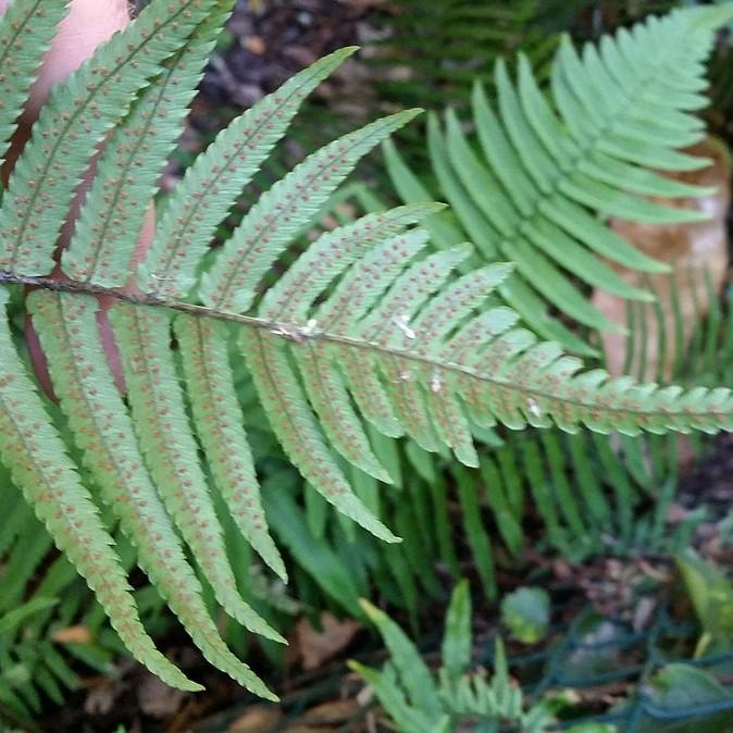 Dryopteris cycadina or D. atrata ~ Shaggy Shield Fern, Black Wood Fern