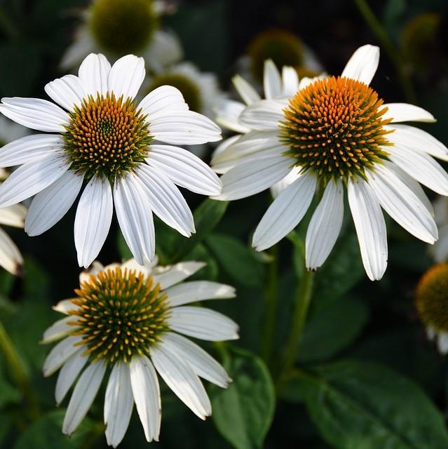 Echinacea purpurea 'PowWow White' ~ PowWow® White Echinacea, Coneflower