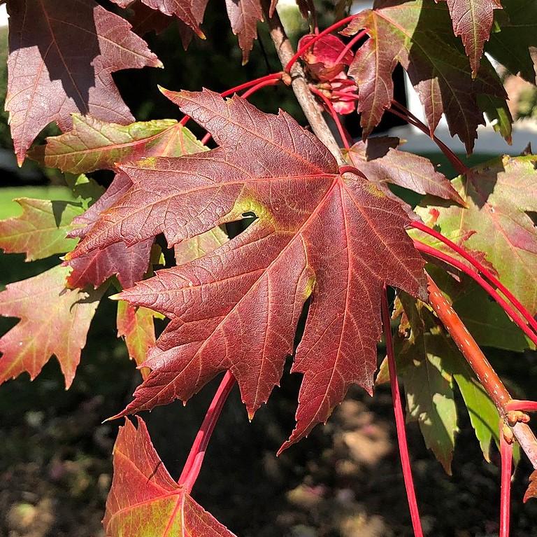 Acer x freemanii 'Jeffersred' ~ Autumn Blaze Freeman Red Maple