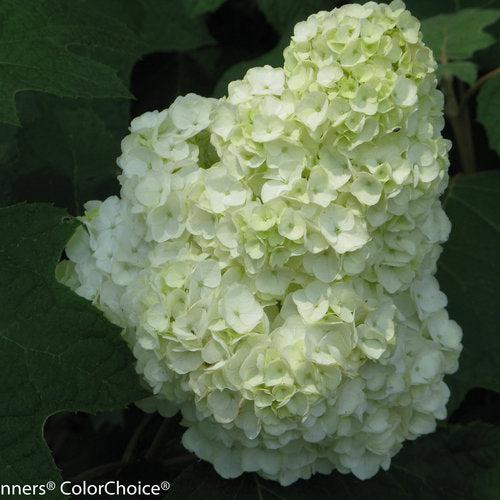 Hydrangea quercifolia 'Brother Edward' ~ Gatsby Moon® Hydrangea