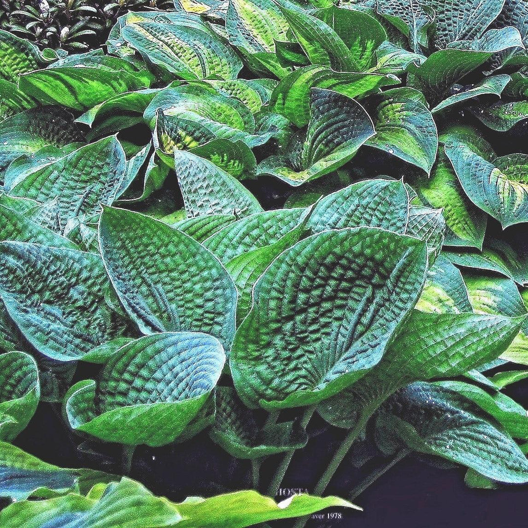 Hosta x 'Abiqua Drinking Gourd' ~ Abiqua Drinking Gourd Hosta