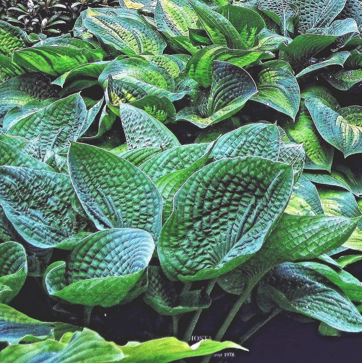 Hosta x 'Abiqua Drinking Gourd' ~ Abiqua Drinking Gourd Hosta