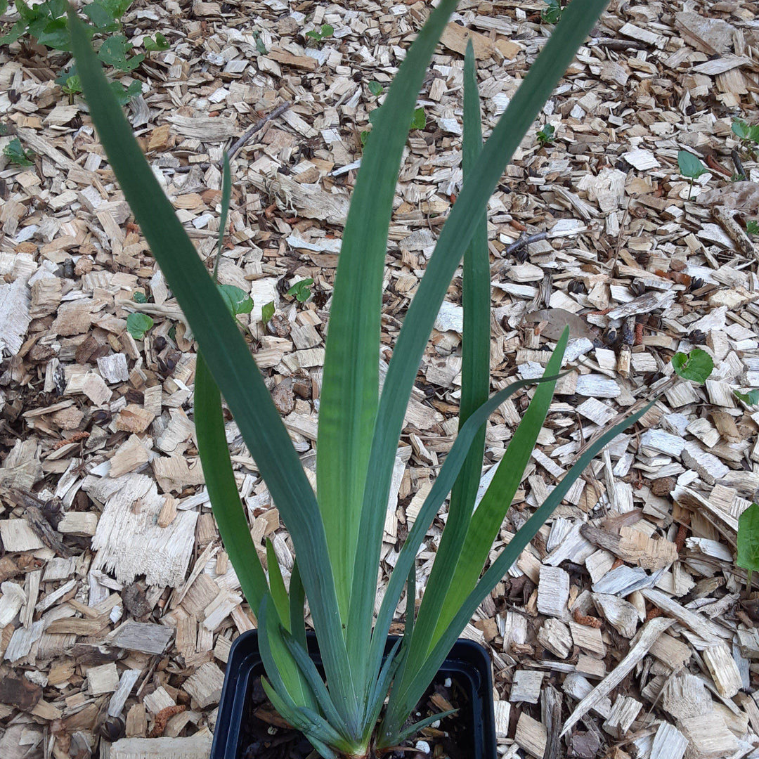 Iris versicolor ~ Northern Blue Flag Iris, Harlequin Blue Flag