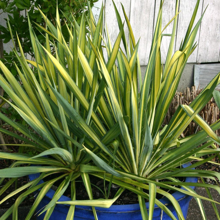 Yucca filamentosa 'Color Guard' ~ Color Guard Adam's Needle, Yucca