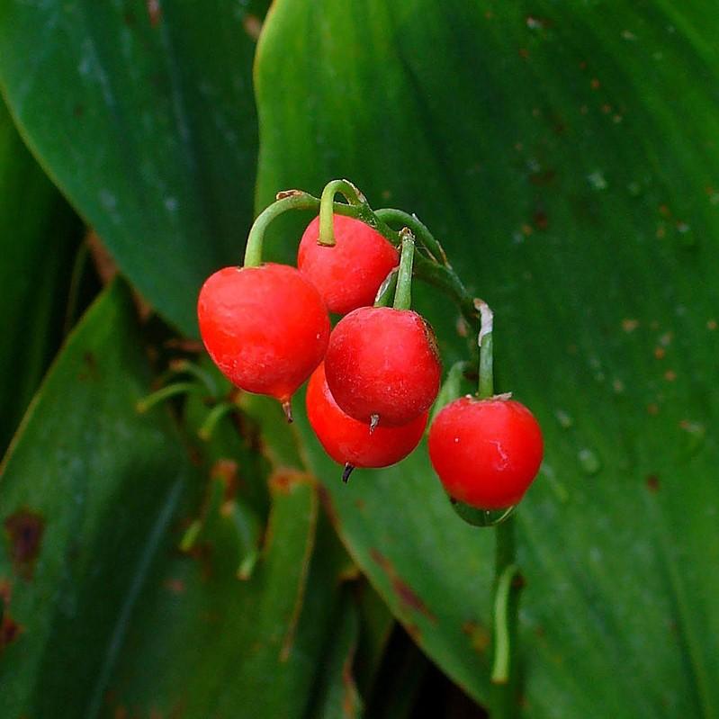 Convallaria majalis ~ Lily of the Valley