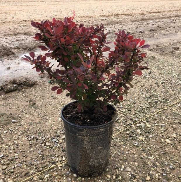 Berberis thunbergii 'Rose Glow' ~ Agracejo Rose Glow