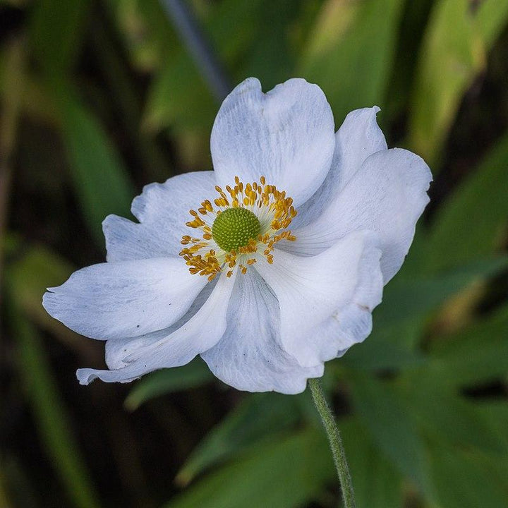 Anemone x hybrida 'Honorine Jobert' ~ Honorine Jobert Anemone