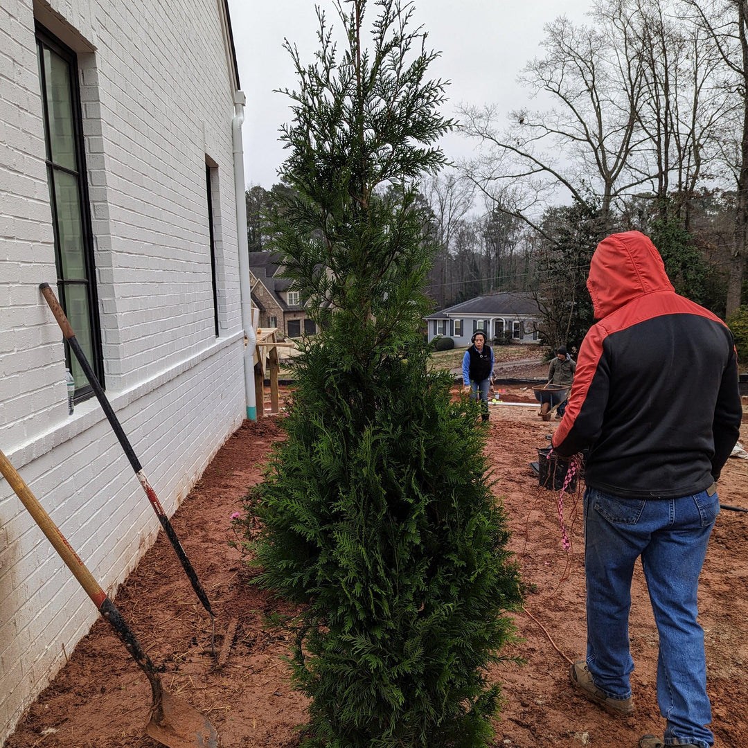 Thuja x 'Steeplechase' ~ Carrera de obstáculos Arborvitae