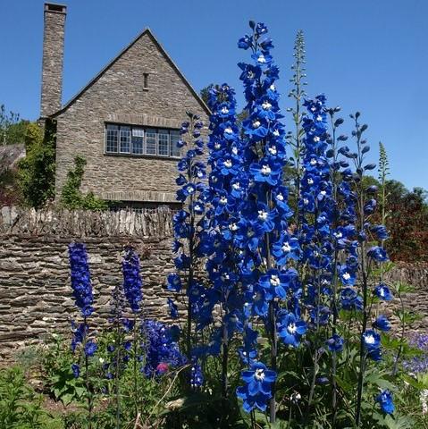 Delphinium (Pacific Hybrids) ~ Pacific Hybrids Mix Delophinium, Larkspur