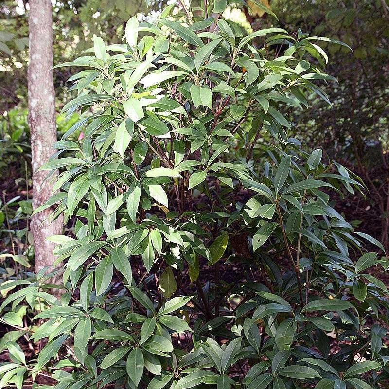 Illicium floridanum ‘JCJC’ ~ Miss Scarlett® Anise