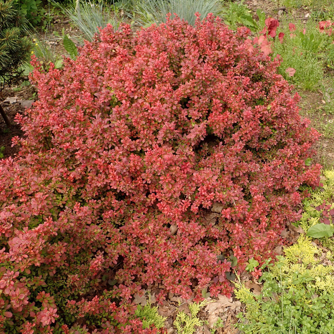 Berberis thunbergii 'Admiración' ~ Admiración Agracejo