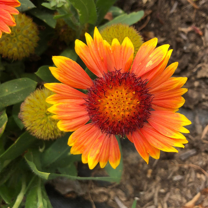 Gaillardia aristata 'Spintop Yellow Touch' ~ Spintop™ Yellow Touch Blanket Flower