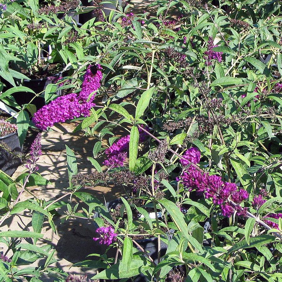 Buddleia davidii 'Royal Red' ~ Arbusto de mariposa rojo real