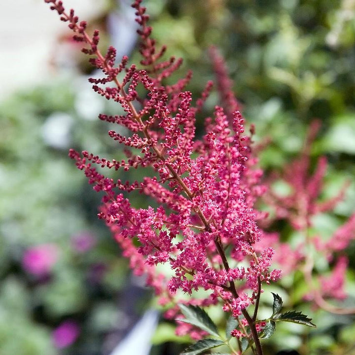 Astilbe x arendsii 'Fanal' ~ Fanal Astilbe