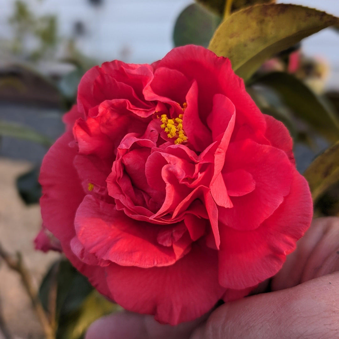 Camellia japonica 'Professor Charles S Sargent' ~ Professor Sargent Camellia