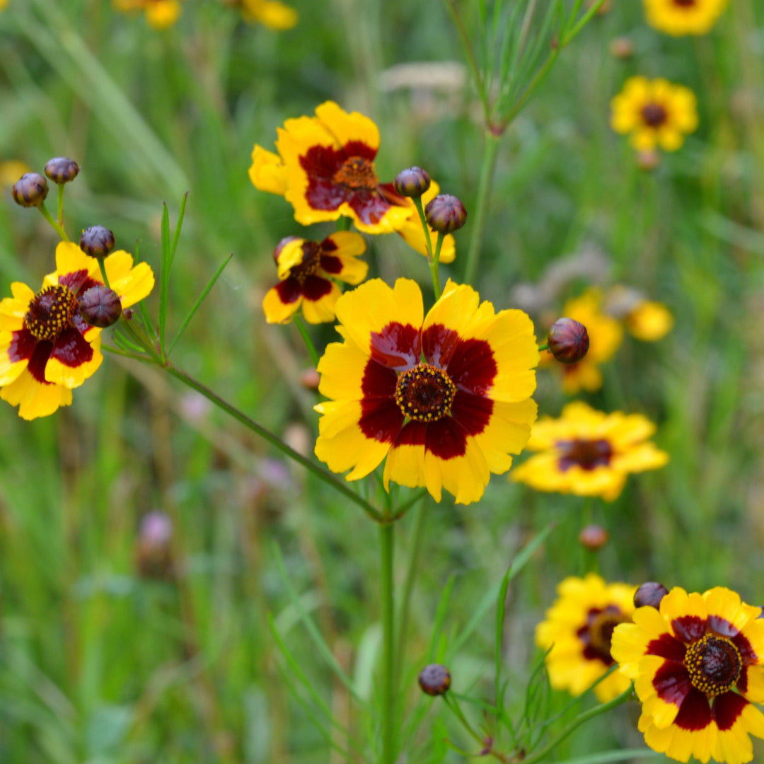 Coreopsis x 'Cosmic Eye' ~ Big Bang™ Cosmic Eye Tickseed