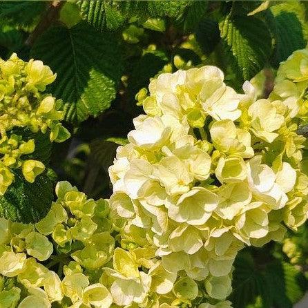 Viburnum plicatum 'Popcorn' ~ Palomitas de maíz Viburnum, bola de nieve japonesa