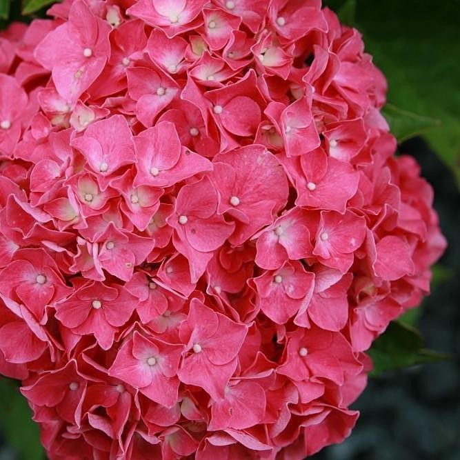 Hydrangea macrophylla 'Brasas resplandecientes' ~ Hortensia de brasas resplandecientes