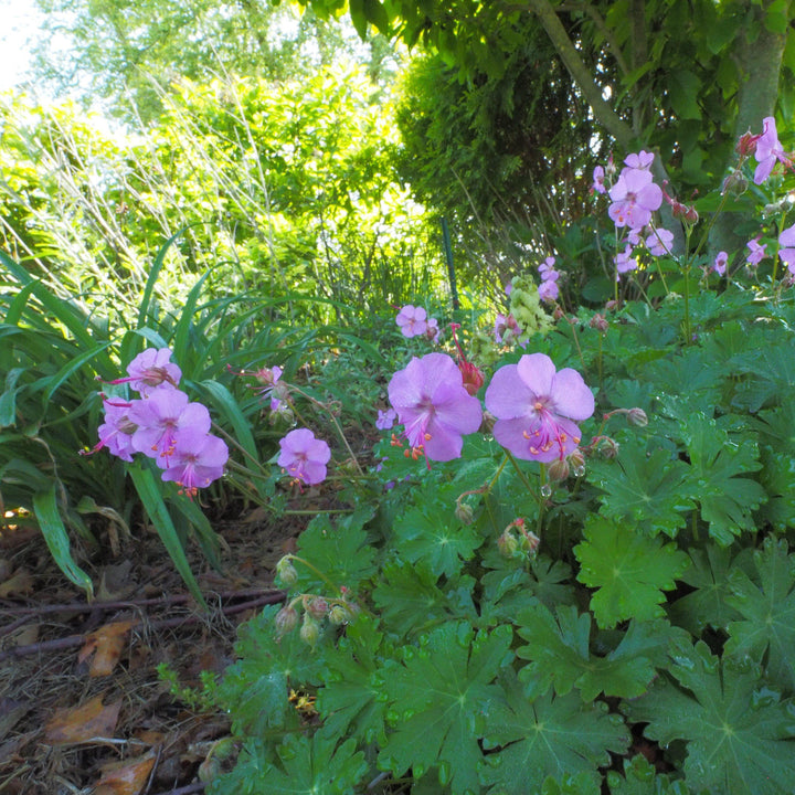 Geranium x cantabrigiense 'Karmina' ~ Karmina Cranesbill, Hardy Geranium