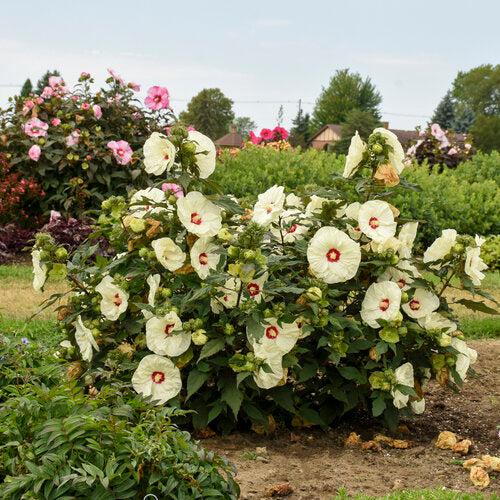 Hibiscus 'French Vanilla' PP33181 ~ Summerific® French Vanilla Hibiscus