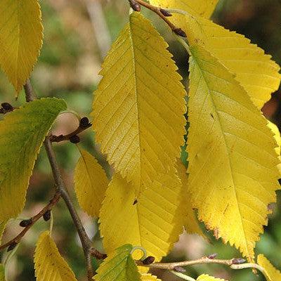 Ulmus davidiana var. japonica 'Morton' ~ Accolade® Elm