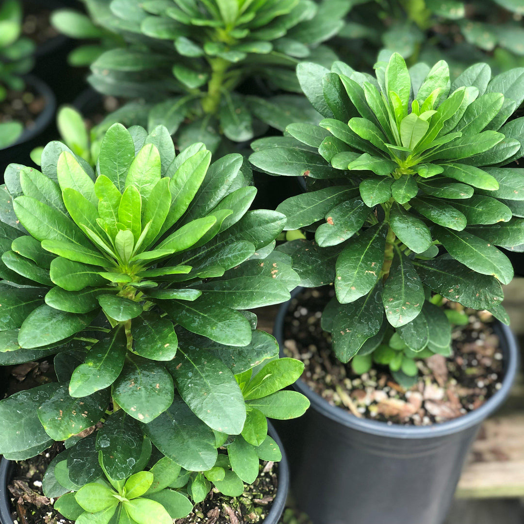 Euphorbia amygdaloides var. robbiae  ~ Wood Spurge