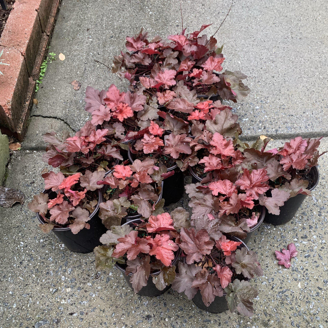 Heuchera x 'Fire Chief' ~ Fire Chief Coral Bells