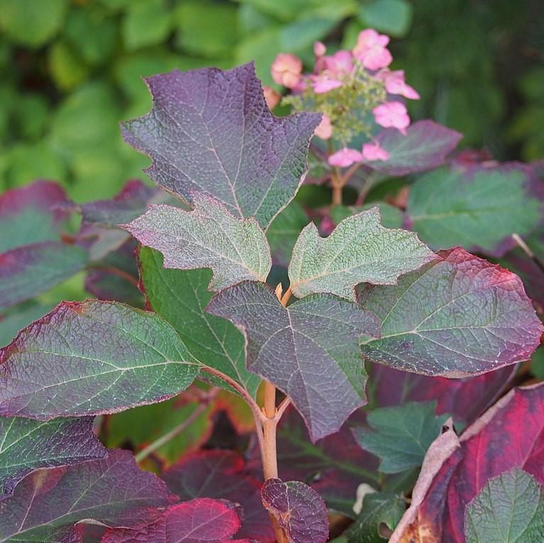 Hydrangea quercifolia 'Sike's Dwarf' ~ Sike's Dwarf Oakleaf Hydrangea