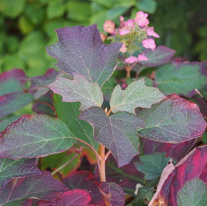 Hydrangea quercifolia 'Enana de Sike' ~ Hortensia de hoja de roble enana de Sike