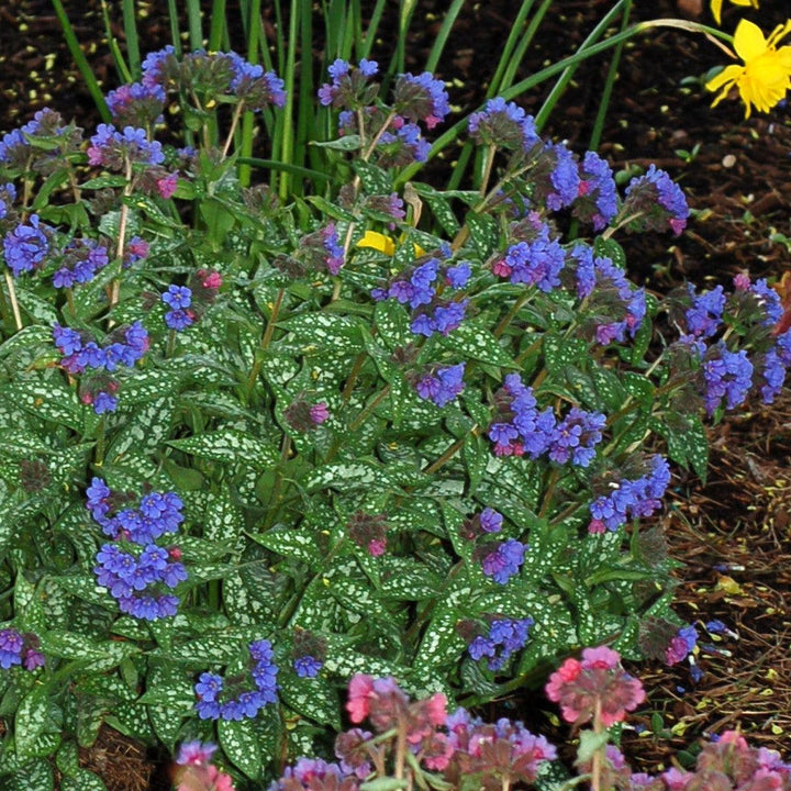 Pulmonaria 'Trevi Fountain' ~ Trevi Fountain Lungwort