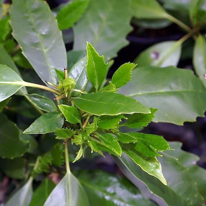 Aucuba japonica 'Serratifolia' ~ Aucuba japonesa con dientes de sierra