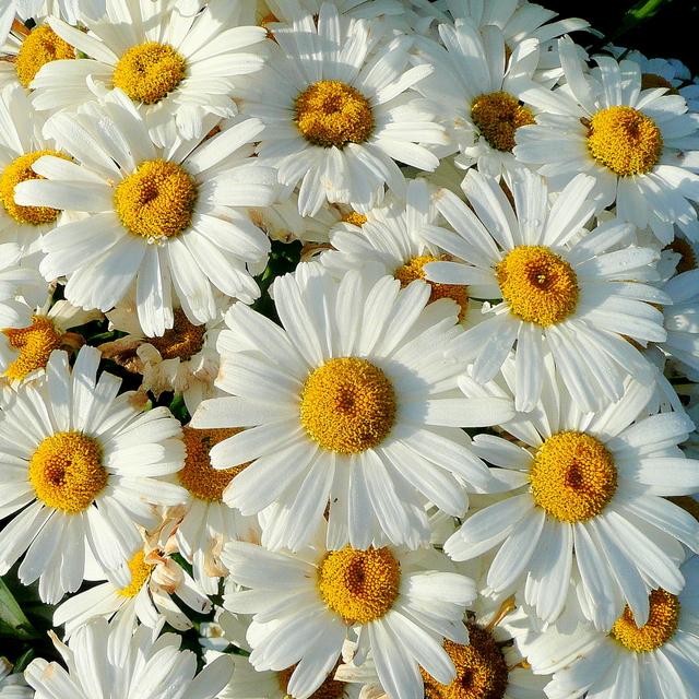 Leucanthemum x superbum 'Becky' ~ Becky Shasta Daisy