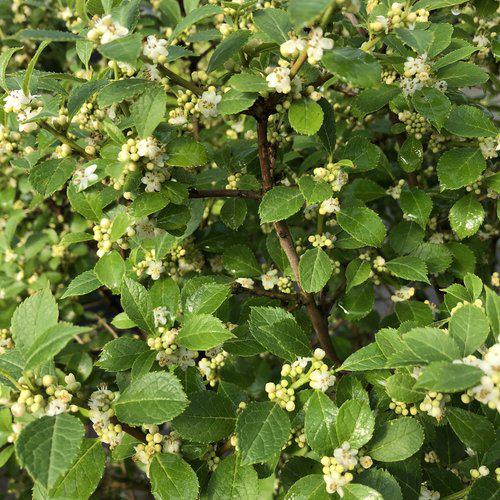 Ilex verticillata 'FarrowBPop' USPP 25,83 ~ Berry Poppins® Winterberry