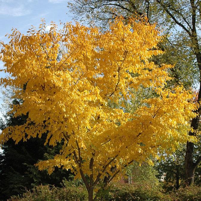 Ulmus davidiana var. japonica 'Morton' ~ Accolade® Elm