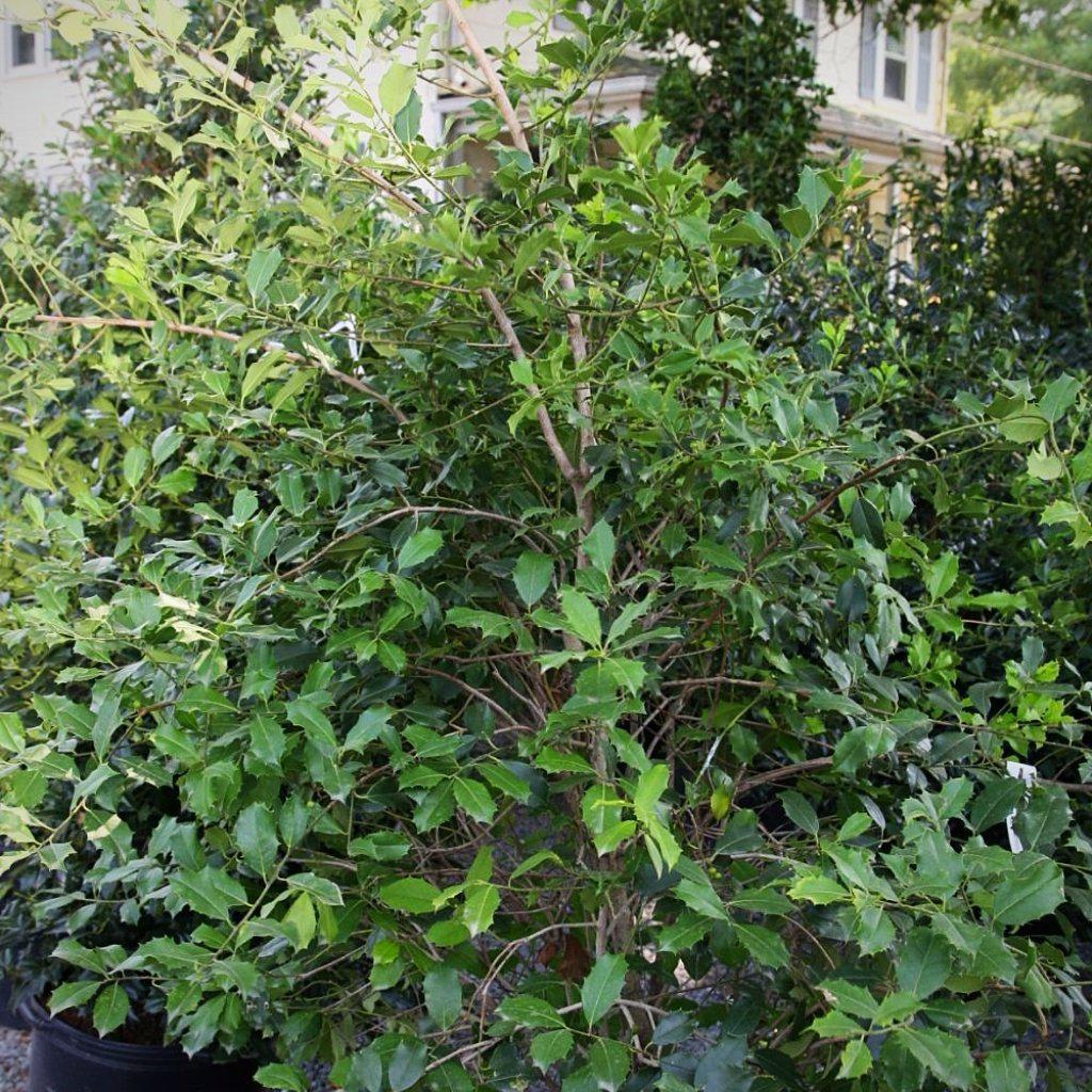 Ilex opaca 'Greenleaf' ~ Acebo americano de hoja verde 