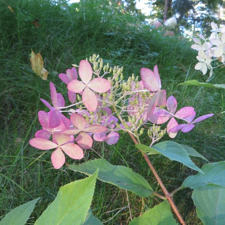 Hortensia paniculata 'Phantom' ~ Hortensia Tidal Wave™